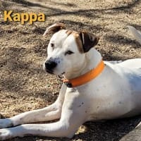 Zierliche Kappa s. Partner fürs Leben, Hündin zur Adoption