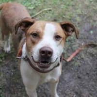 Maxi toller Familienhund, Hund zur Adoption