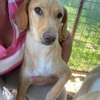 Schüchterne Sira sucht ihr Zuhause, Hündin zur Adoption