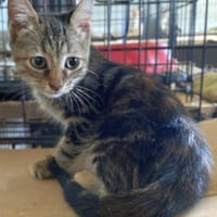 Kleine Wilma sucht ihr Glück, Katze zur Adoption
