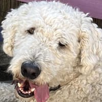 Havas - nicht unbedingt ein Kinderfreund, Hund zur Adoption