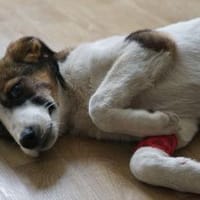 Alice sucht eine Pflegestelle, Hündin zur Adoption