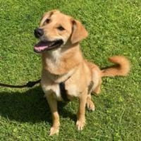 Jasper hübscher agiler Rüde, Hund zur Adoption