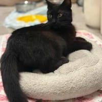 Lackfellchen Nia sucht ihre Familie, Katze zur Adoption