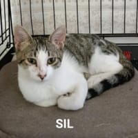 Lieber Sil sucht sein Glück, Kater zur Adoption