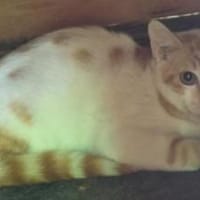 Dior - wunderhübscher Jungkater, Kater zur Adoption