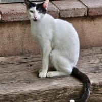 Pablo wünscht sich ein schönes Zuhause, Kater zur Adoption