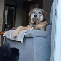 Mausi wartet auf ihren Menschen, Hündin zur Adoption