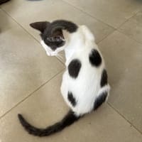 Verschmuster Bobby ❤, Kater zur Adoption