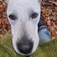 Lieber und hübscher Labrador-Mix Cosimo, Hund zur Adoption