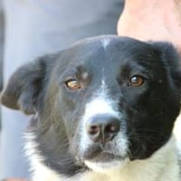 Aira - kinderliebe Familienhündin, Hündin zur Adoption