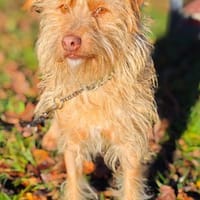 Der tolle Keks hat ggf. adelige Wurzeln, Hund zur Adoption