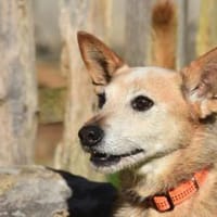 HUCK, Hund zur Adoption