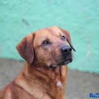 Liebenswerter Boston sucht Endstelle, Hund zur Adoption