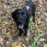 Fredi auf der Suche nach seinen Herzensm, Hund zur Adoption