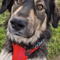 Aramis 💗 wartet in 31812 Bad Pyrmont, Hund zur Adoption