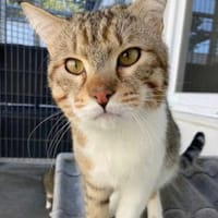 Gildo - Verschmuster Turbo-Diesel, Kater zur Adoption