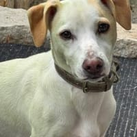 Manolo gibt nicht auf und sucht DIch, Hund zur Adoption