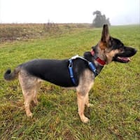 Junghündin Aponi auf PS, Hündin zur Adoption