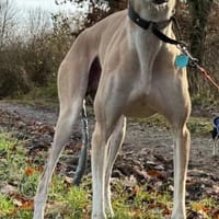 Stitch eine Seele v. Treue und Liebe, Hund zur Adoption