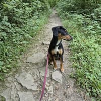 💕Maya💕 sucht sportliches Zuhause, Hündin zur Adoption