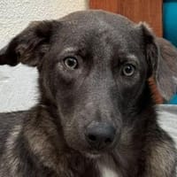 FLORA-wunderschöne Jung-Hündin, 44 cm, Hündin zur Adoption