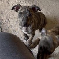 Jude, Hund zur Adoption