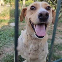 Kämpferin Megan sucht ihren Platz!, Hündin zur Adoption