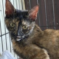 Bezaubernde Olivia sucht ein Zuhause, Katze zur Adoption