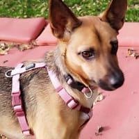 KIKA - wartet in 89312 Günzburg!, Hündin zur Adoption