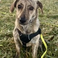 Tinka 36 cm (Pflegestelle), Hündin zur Adoption