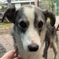 SILVER-liebenswerter Jung-Rüde, 50 cm, Hund zur Adoption