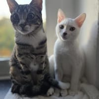 Ursula und Milli aus dem Tierschutz, Katze zur Adoption