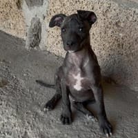 Koda, Hund zur Adoption