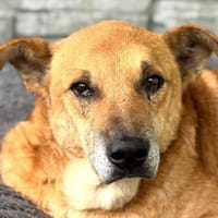 COUGAR-sanfter Senior Rüde, 49 cm, Hund zur Adoption