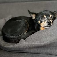 Tiffy -kleines Körbchen mit Herz gesucht, Hündin zur Adoption