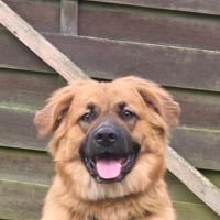 Patch sucht sein Zuhause, Hund zur Adoption