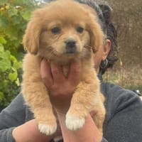 Sheena, zuckersüß, knuffig sucht Zuhause, Hündin zur Adoption