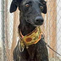 Browny, Hündin zur Adoption