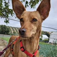 Scarlett sucht Menschen mit etwas Geduld, Hündin zur Adoption