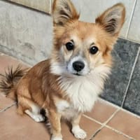 Chicolino süßer Zwerg sucht ein Zuhause, Hund zur Adoption