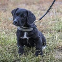 Matyi erobert die Welt und Herzen, Hund zur Adoption