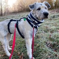 Maja, wie eine große Schneeflocke 🐾, Hündin zur Adoption