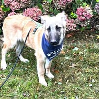 Peppino sucht sein Körbchen, Hund zur Adoption