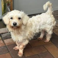 Daisy, Bianka, Hündin zur Adoption