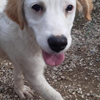 SMILLA 🧡🧡🧡MÖCHTE IHR HERZ EROBERN, Hündin zur Adoption