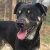 SMOKY sucht seinen neuen Menschen, Hund zur Adoption