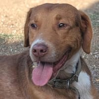 NELLO möchte sein Köfferchen packen, Hund zur Adoption