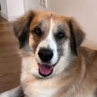 MANOLO - ein toller junger Hund, Hund zur Adoption