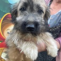 Hanni sucht ein Zuhause, Hündin zur Adoption